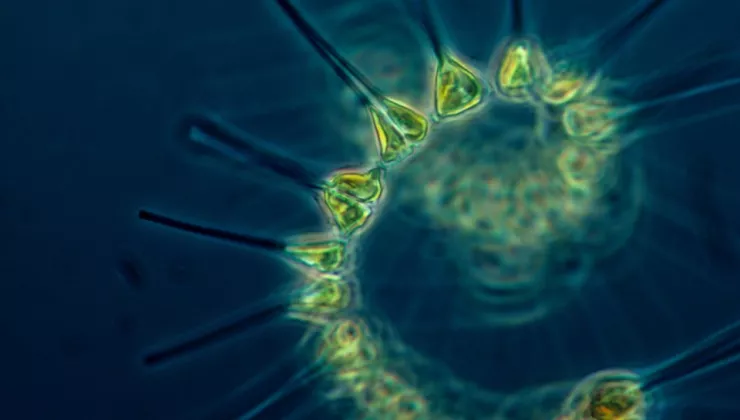 phytoplanketon